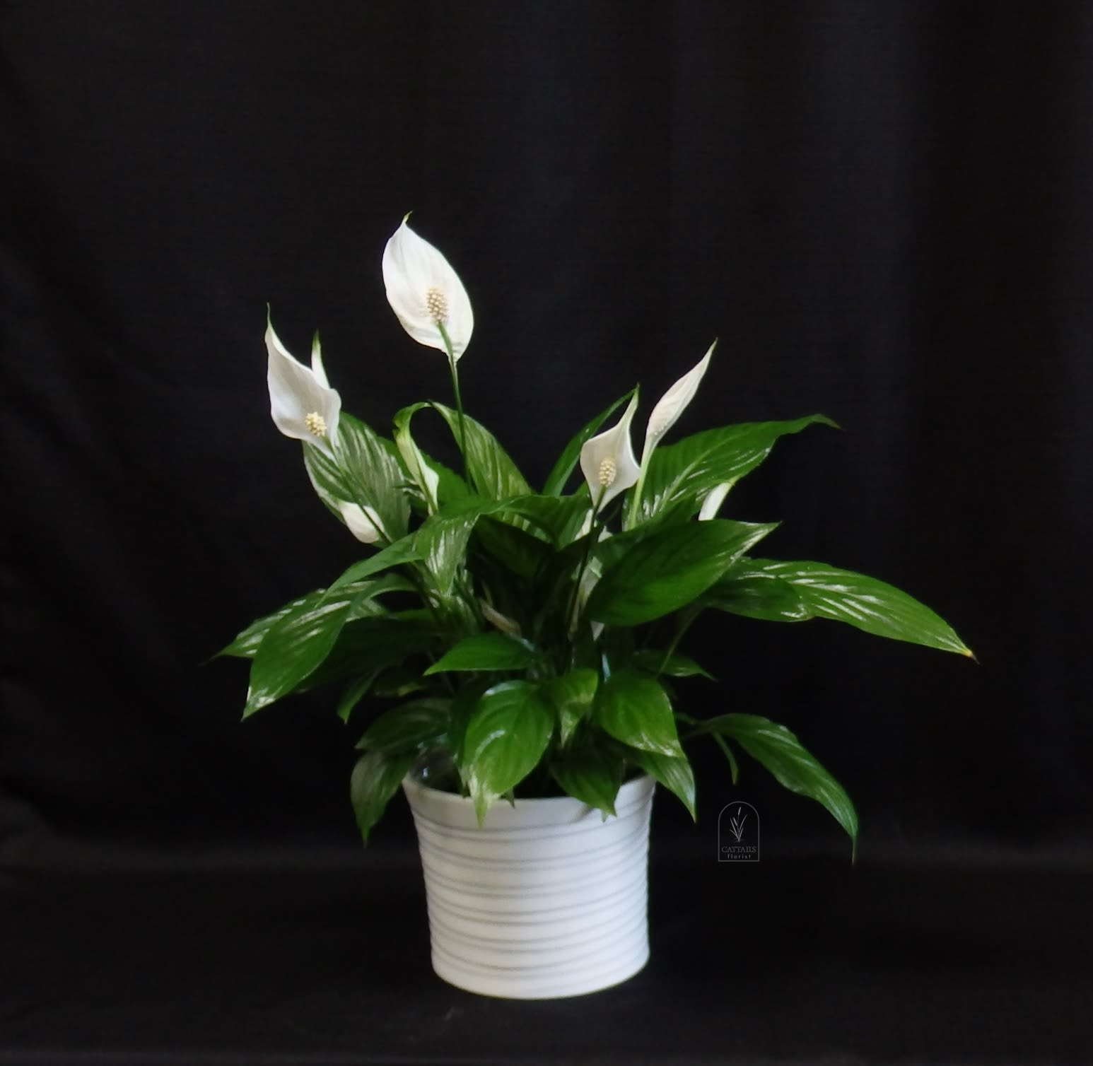Peace Lily - The Peace Lily is a timeless plant featuring lush, deep green leaves and elegant white blooms in a ceramic pot that symbolize peace, purity, and rebirth. Easy to care for and graceful in any setting, it makes a thoughtful gift for both home and office, bringing beauty and a sense of calm wherever it’s placed. Size is 6" grower's pot. 