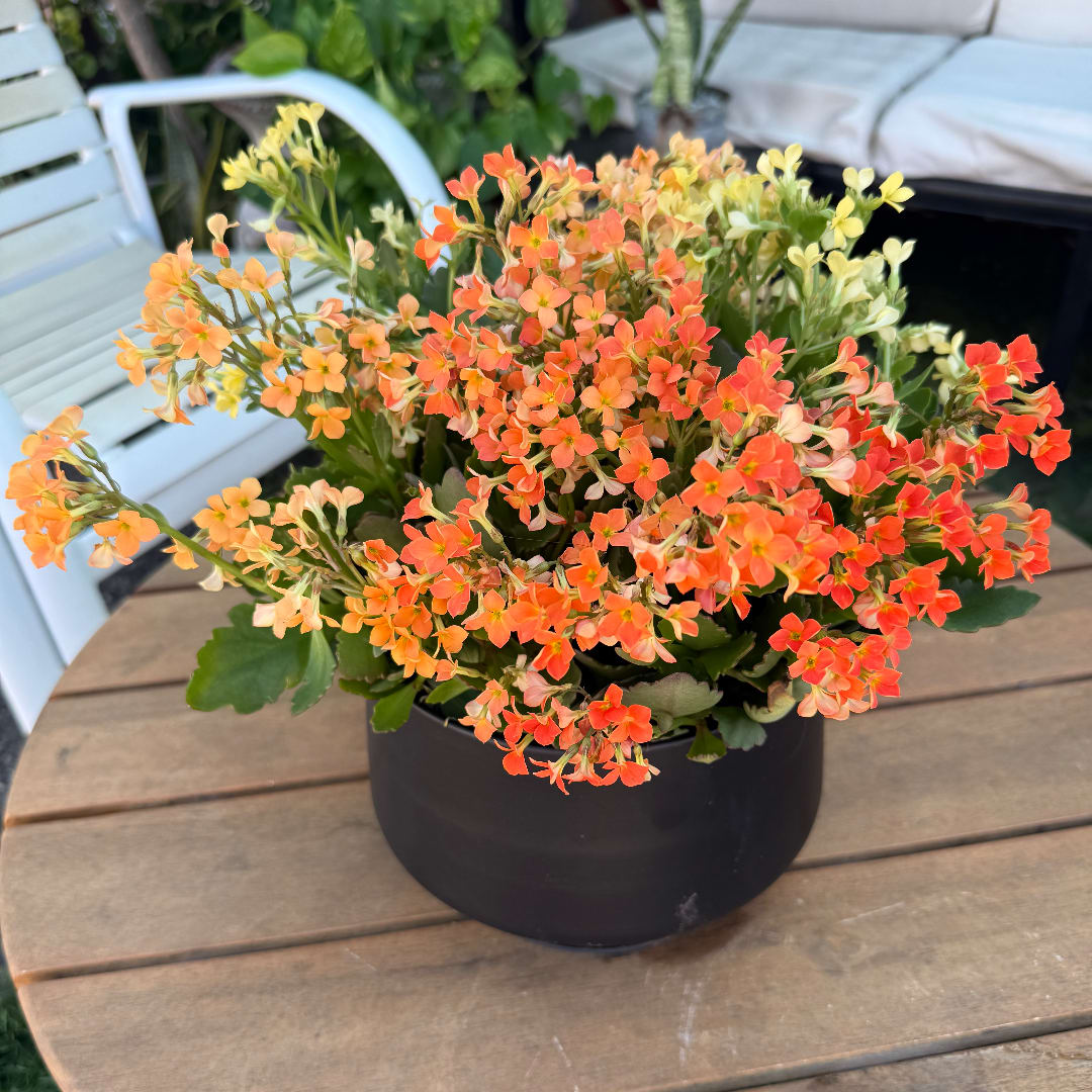 Potted orange and yellow flowering plant in a black container