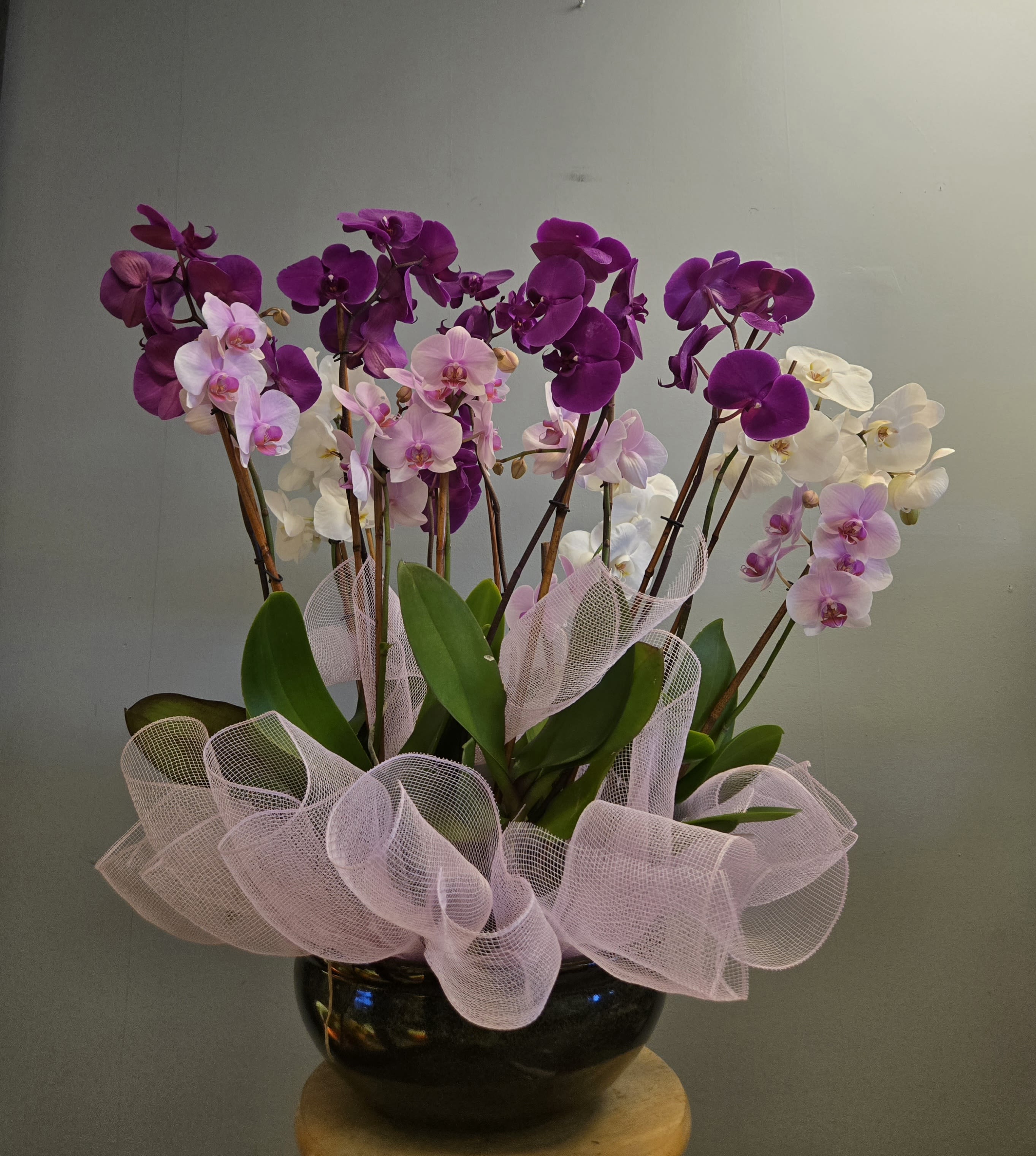 Orchid Garden - Not Available 