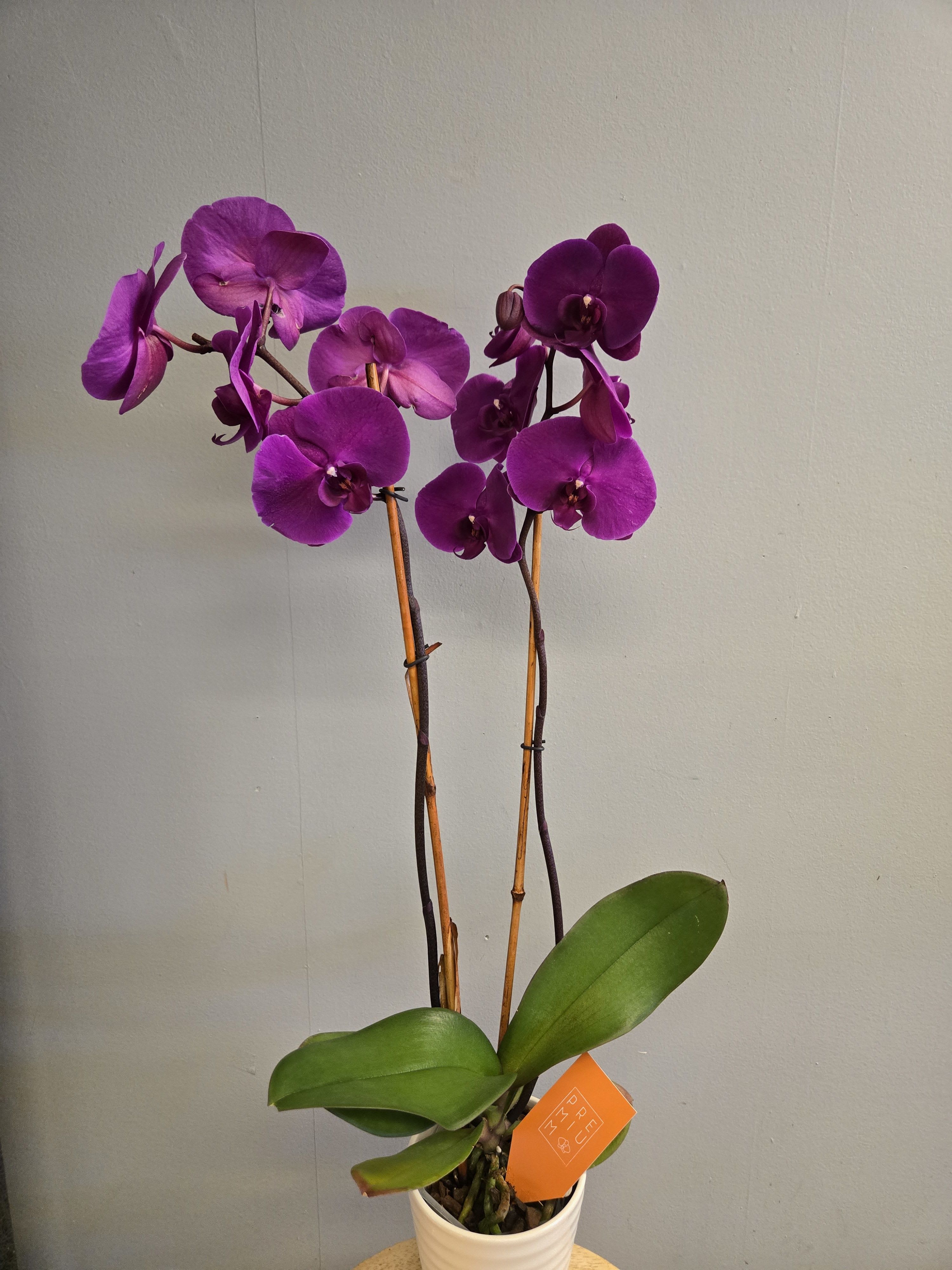 Double Stems Orchid Plant - Not Available in Premium
