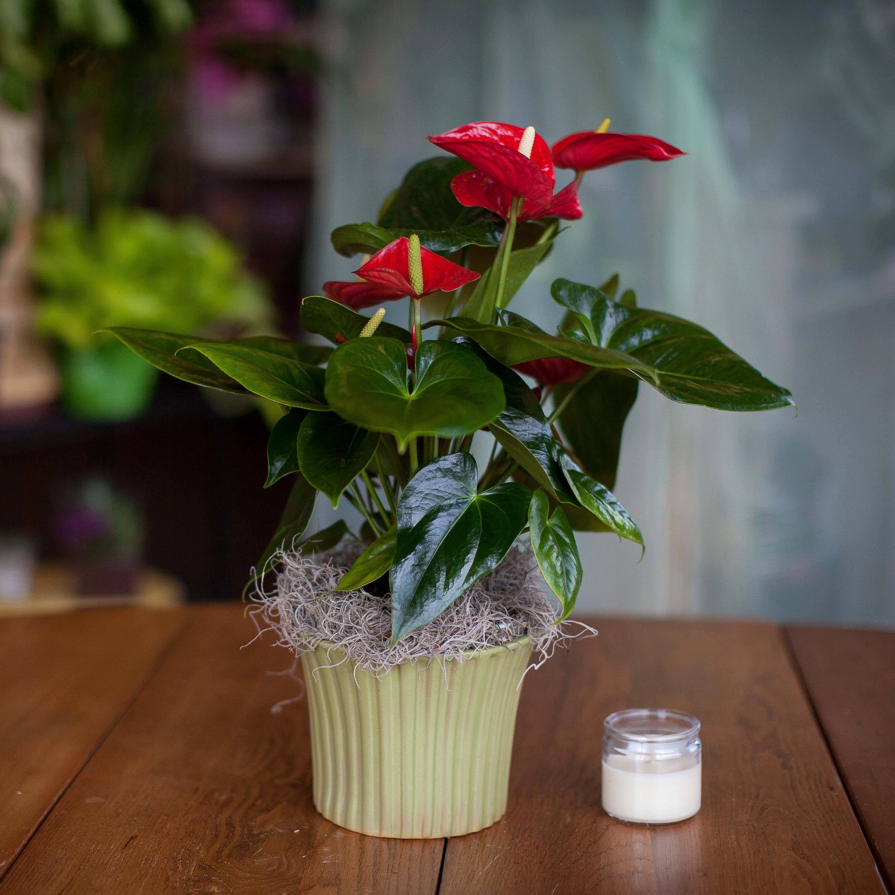 Potted red anthuriums in a pale green planter beside a small candle
