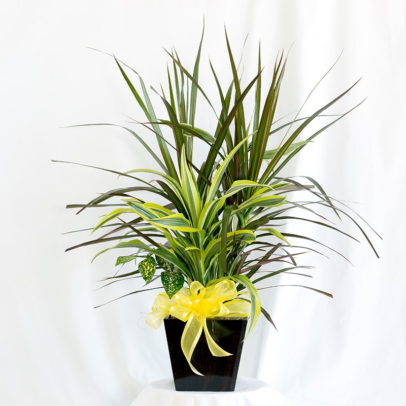 Potted dracaena plant with a yellow ribbon in a black container