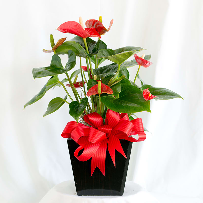 Potted anthurium plant with red blooms and a red ribbon bow