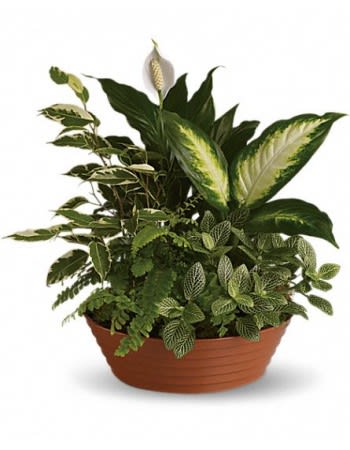 Mixed green houseplant arrangement in a terracotta bowl planter