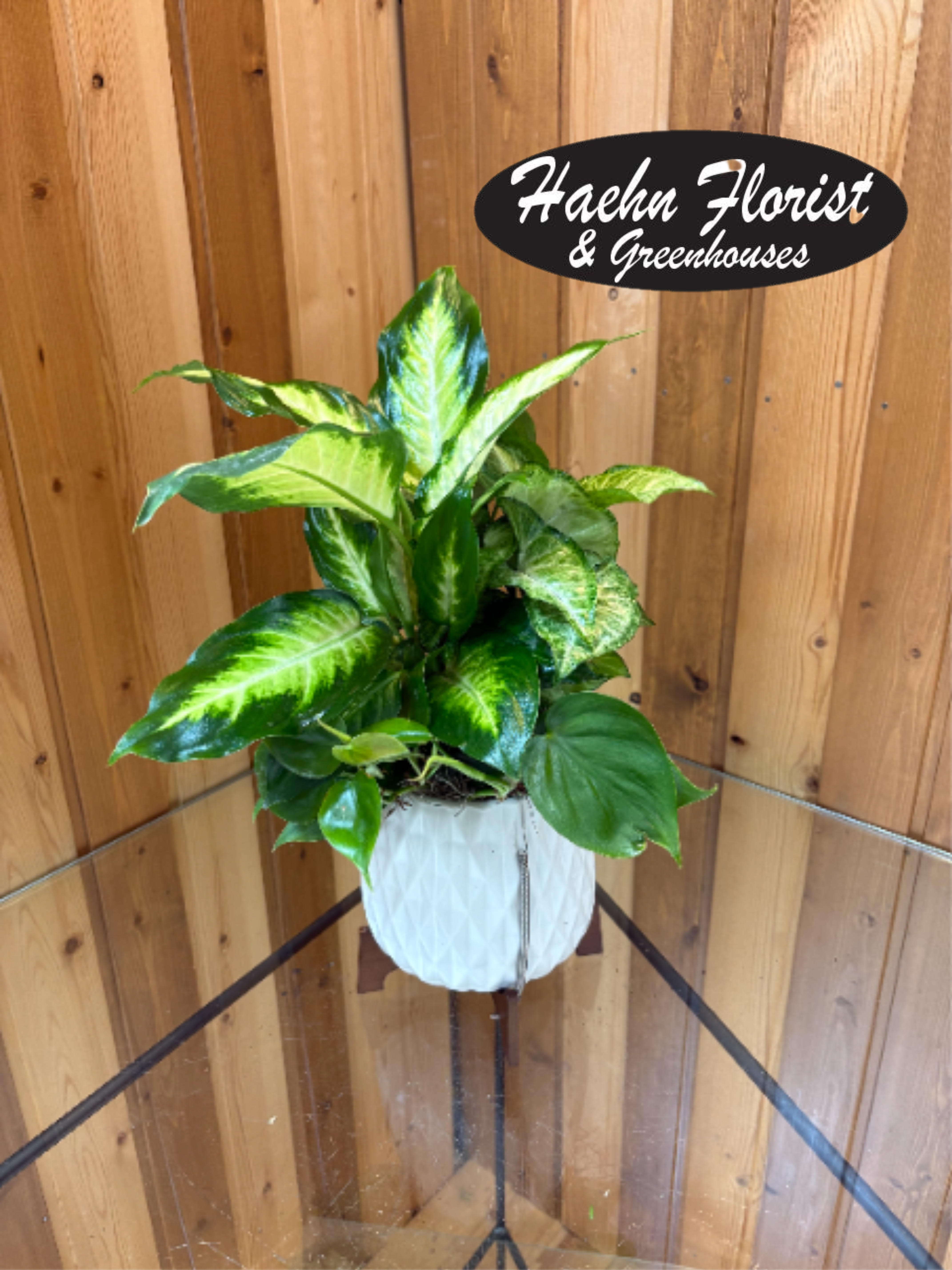 Potted variegated houseplant in a white textured planter