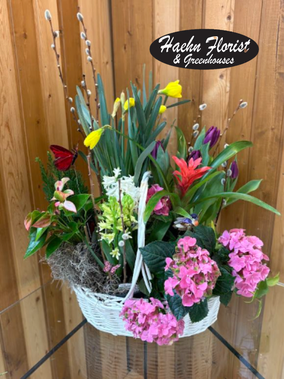 Blooming Spring Garden - A fresh white wicker basket overflowing with blooming plants makes an unforgettable welcome - Blooming Spring Garden is a mixed planter that reads like a small cottage patch and works beautifully for spring, Easter, get well wishes, housewarming, or just to say "thinking of you." Bright pink hydrangeas tumble over the front edge while upright yellow daffodils, purple tulips and creamy hyacinths rise through the center for layered color and scent. Pussy willow branches add graceful height and a red‑orange tropical bloom plus assorted foliage bring contrasting texture for a lively, garden‑fresh composition.  Decorative moss tops the soil for a finished, gift‑ready look and playful accents - an artificial butterfly pick and a small bird pick - tuck into the display for a whimsical touch. Arrives in a sturdy white wicker basket sized as a mixed planter; colors and accessory picks may vary seasonally as we select the freshest plants. Suitable year‑round for sympathy or funeral settings when a softer, living tribute is preferred, and special for Mother's Day, Women's Day, Best Friends Day, Passover, or Thank You gestures.  Haehn Florist, Greenhouses, &amp; Flower Delivery cares for each arrangement at 410 Hamilton Rd., Wapakoneta - we source and seasonally substitute to ensure healthy, vibrant plants; substitutions may be made while preserving the overall style, color palette and value. Follow us on Facebook at www.facebook.com/haehnflorist for seasonal photos and availability.