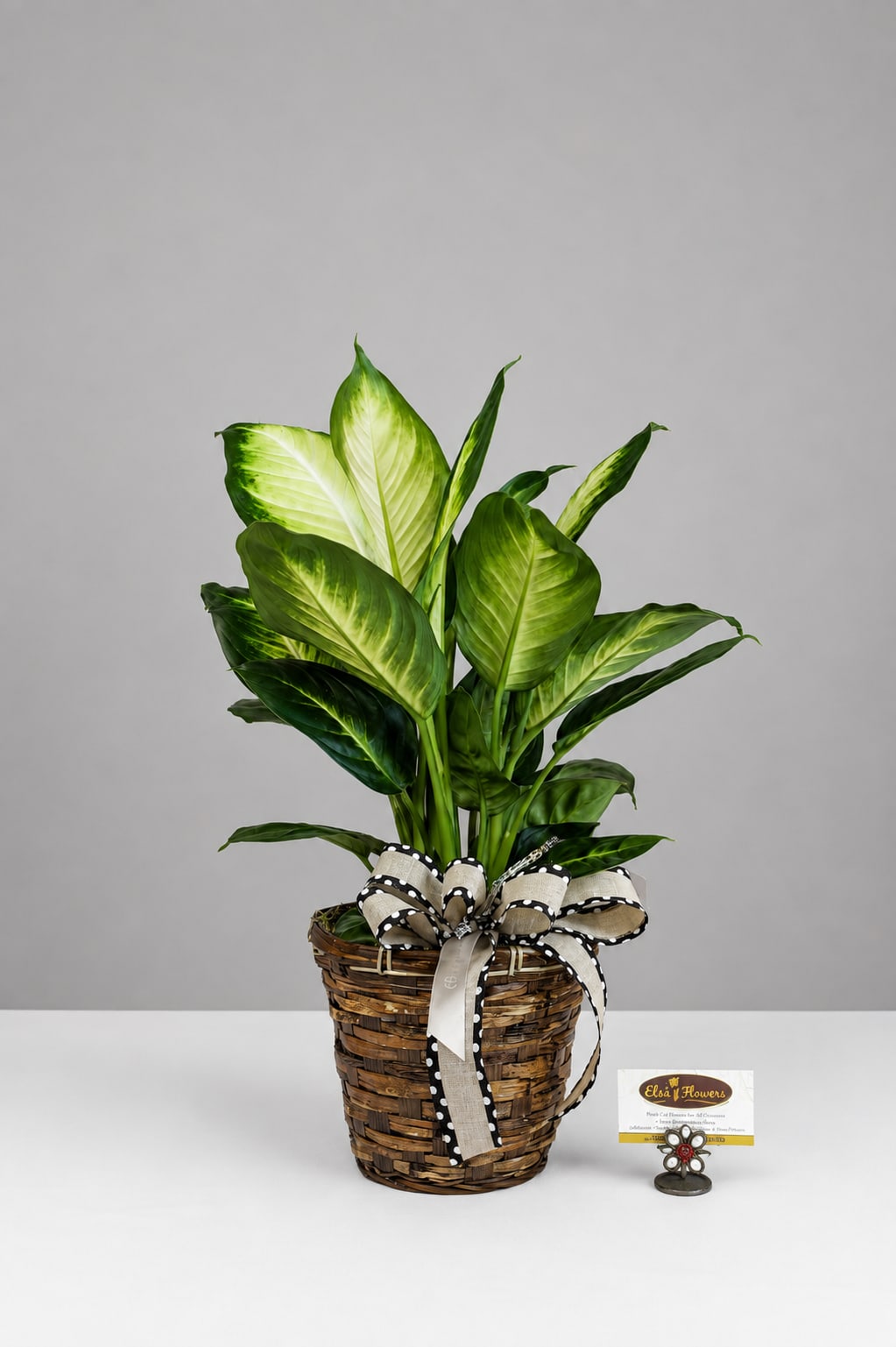 Potted variegated green houseplant in a woven basket with a ribbon bow
