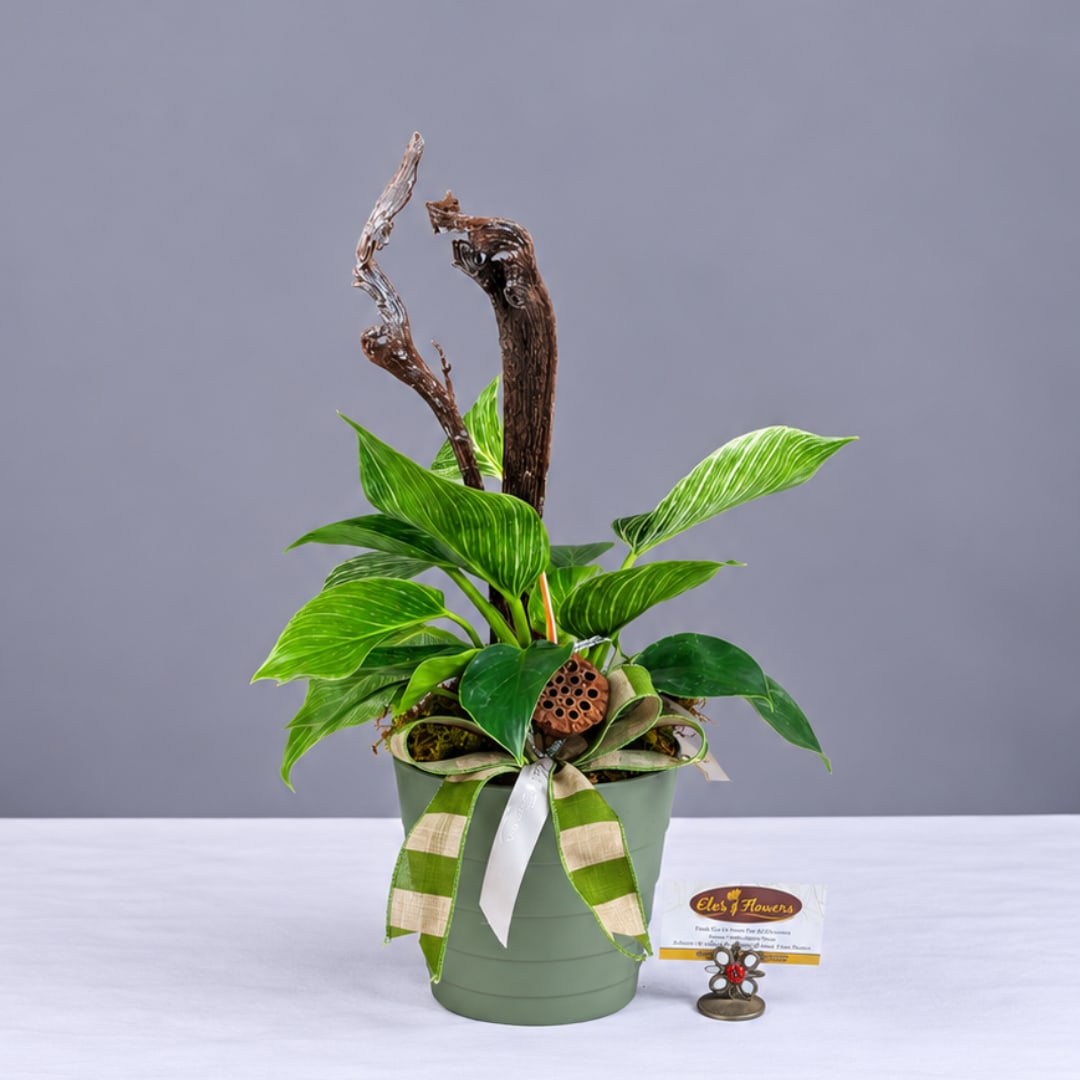 Potted green plant arrangement with striped leaves and decorative branches