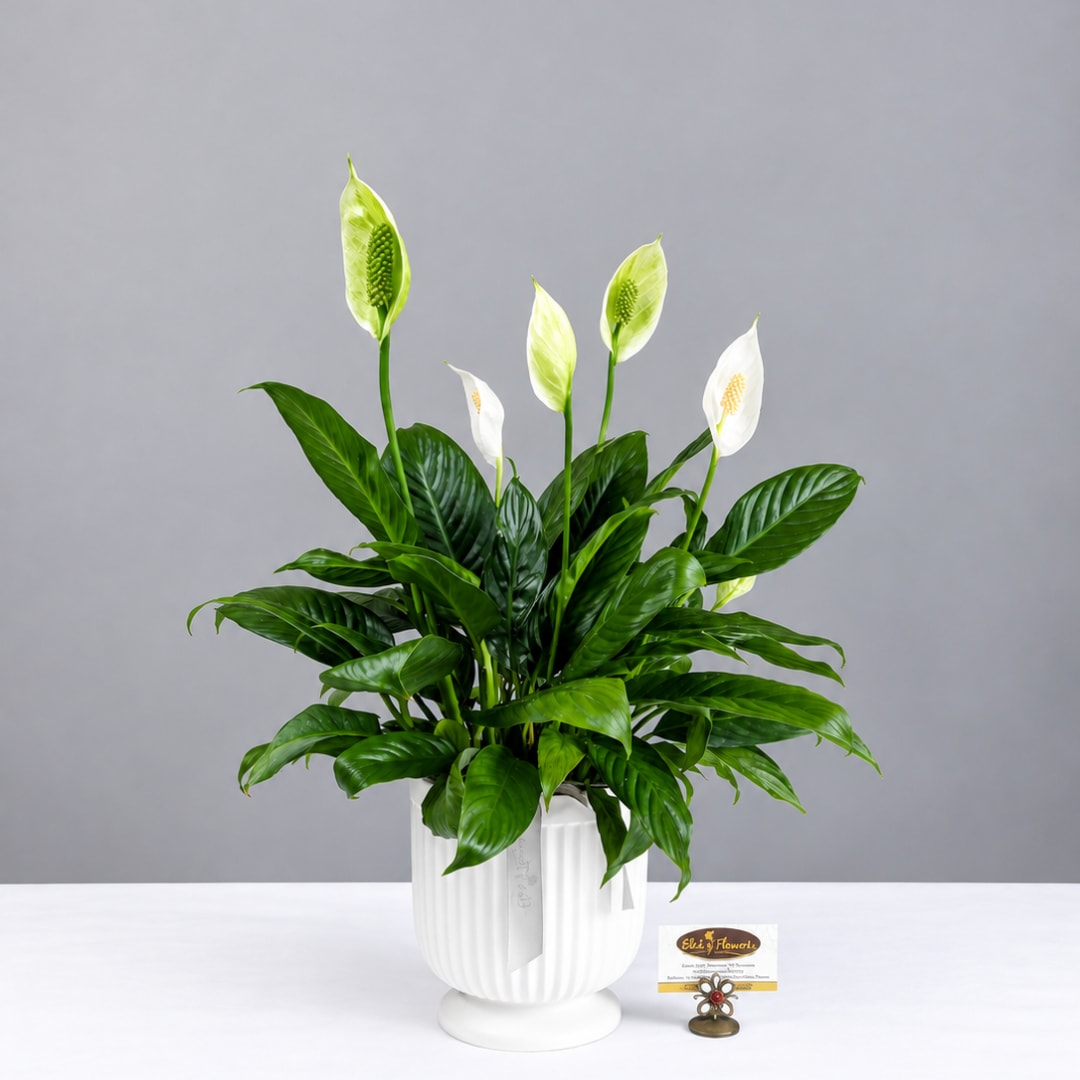 White peace lilies in a white ceramic pot