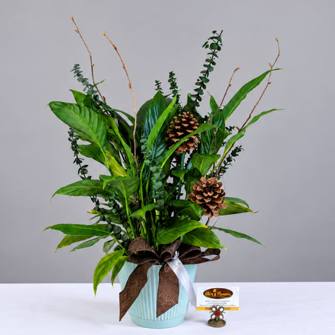 Tall green plant arrangement in a light blue pot with pinecones and ribbon