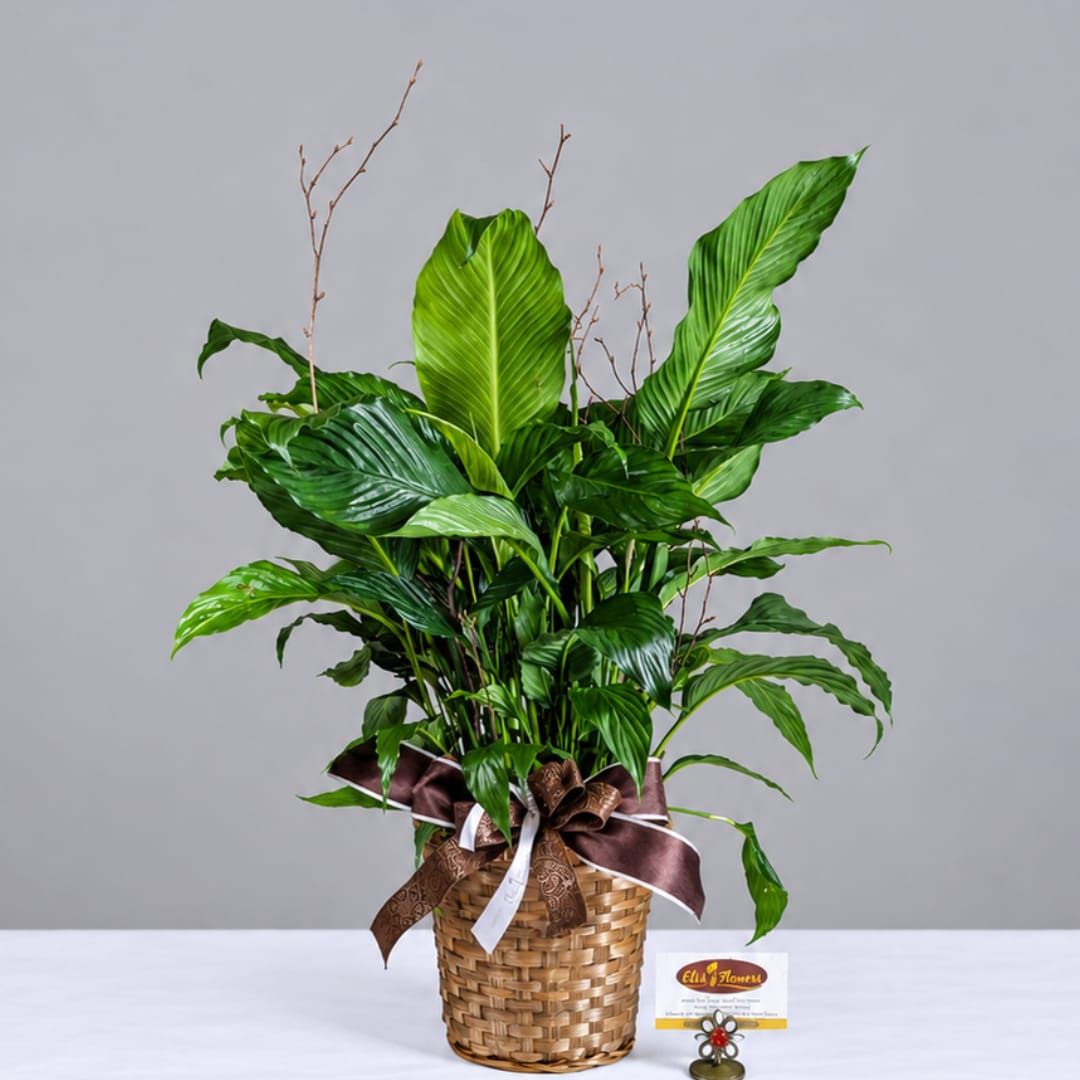 Potted green plant in a woven basket with ribbon bow