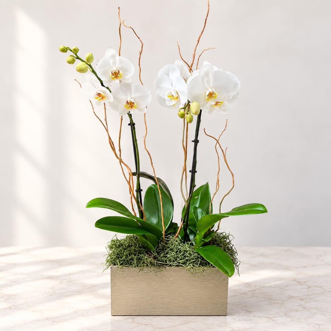 White orchids in a rectangular planter with moss and curly branches