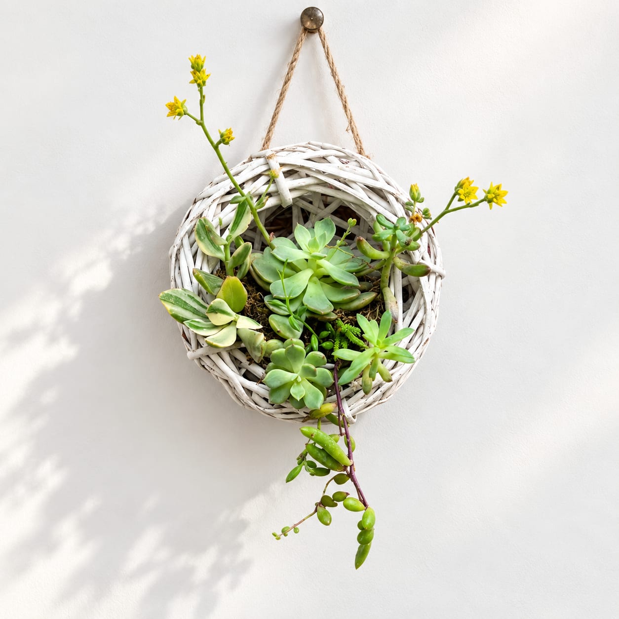 Hanging wicker planter with assorted succulents and small yellow flowers