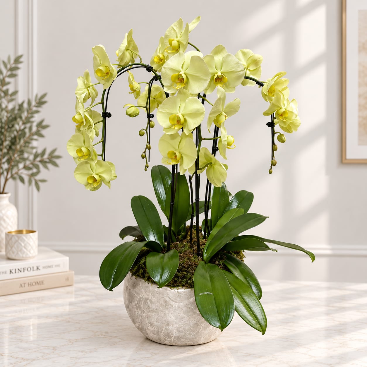 Yellow orchid plant in a white ceramic pot