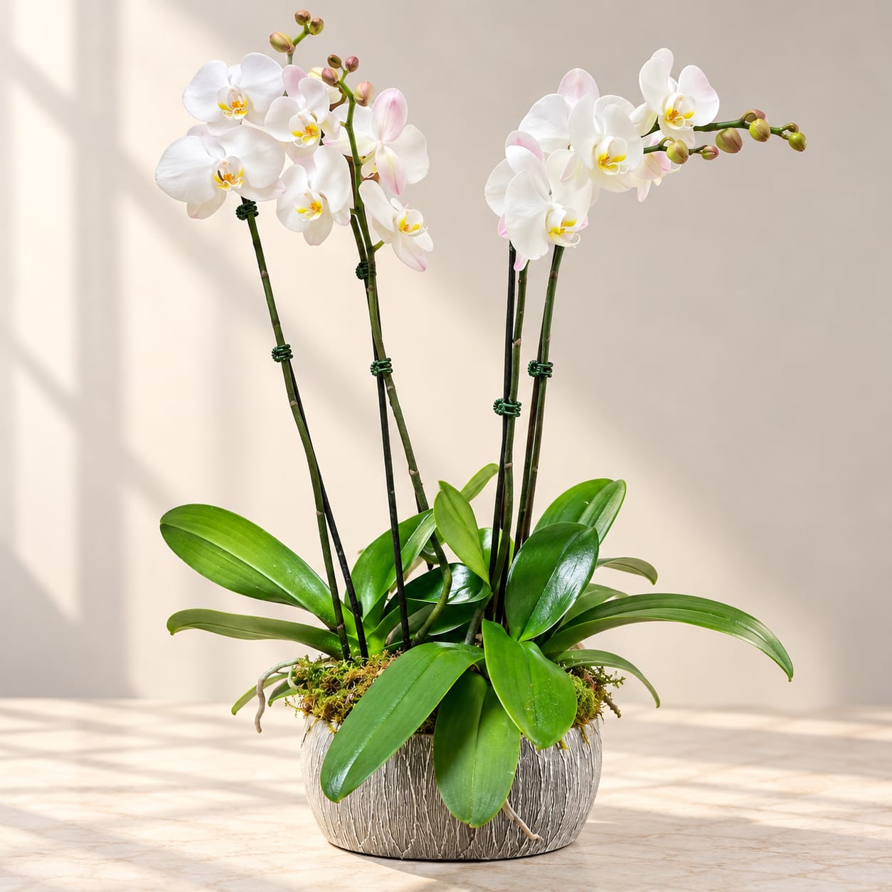 White orchid plant in a textured pot with broad green leaves
