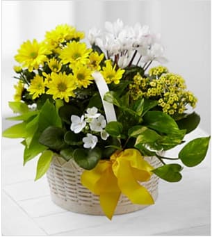 A Bit of Sunshine™ Basket by FTD® - A Bit of Sunshine™ Basket by FTD® is a bright and sunny way to send your warmest wishes! A yellow chrysanthemum plant, yellow kalanchoe plant, white cyclamen plant, white African Violet plant and two additional assorted green plants are beautifully brought together in a whitewash round woodchip basket accented with a yellow wired taffeta ribbon to send your sweetest sentiments as a get well gift, to say thank you, or to wish them a happy birthday.(BR>Approximately 13"H x 15"W. Your purchase includes a complimentary personalized gift message.