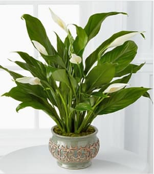 Serene Peace Plant - A graceful peace plant arrives in an embossed sage green ceramic container. The peace plant, or Spathiphyllum, has showy white fan-like blooms above its dark green foliage. These hardy plants are perfect indoor plants and will be a lasting reminder of your thoughtfulness. Approximate height including container is 12" with a 5" diameter potted plant. NOTE: Due to state agricultural restrictions, this item is not available for delivery to Alaska, Arizona or Hawaii. Your purchase includes a complimentary personalized gift message.