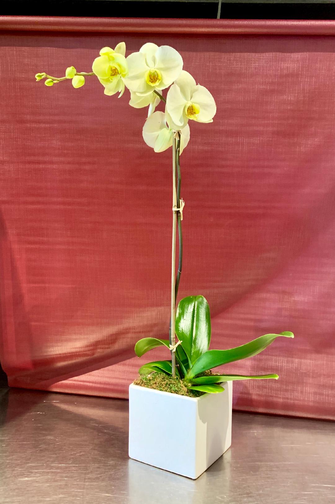 White orchid plant in a square white pot