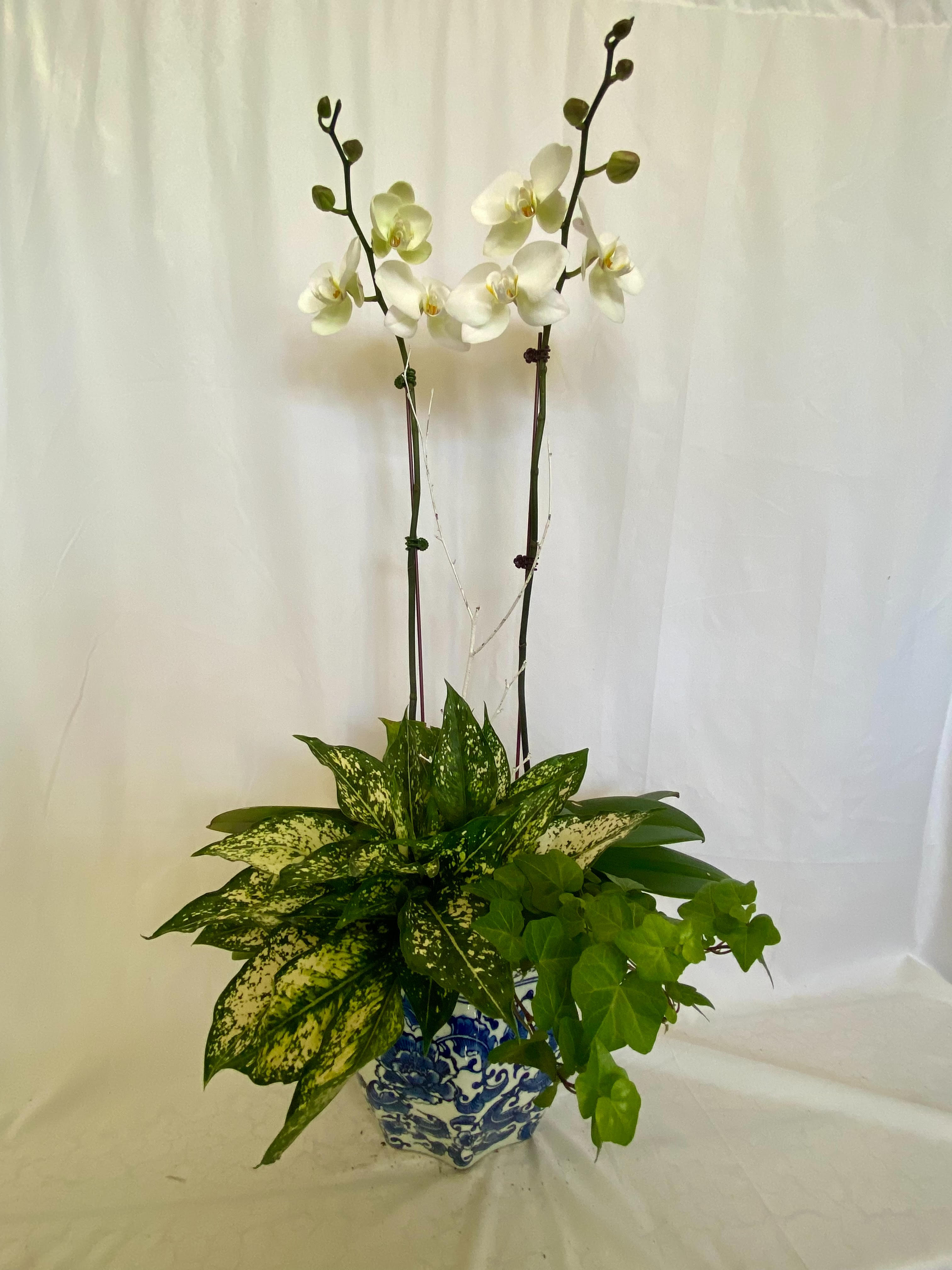 White orchids in a blue-and-white ceramic pot with mixed green foliage