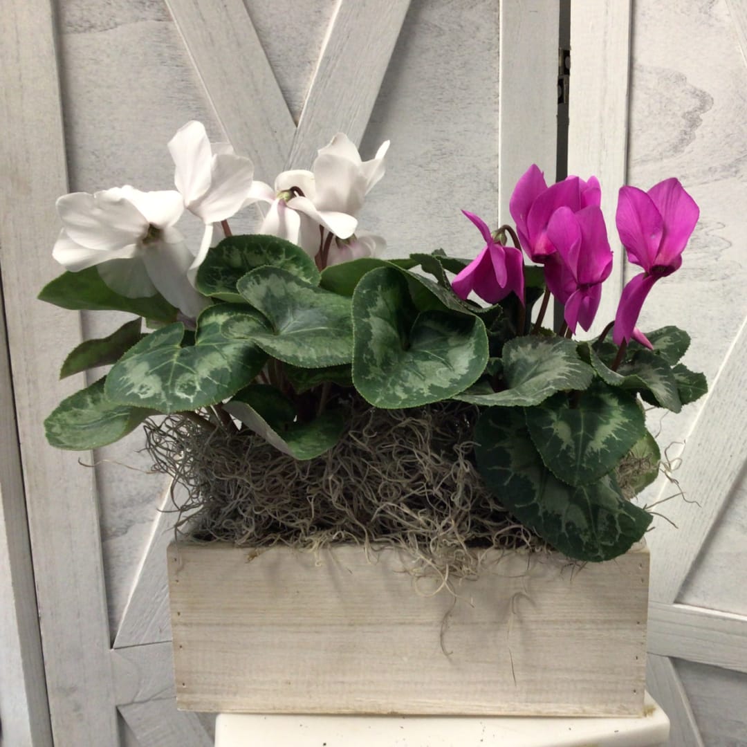 Potted cyclamen arrangement with white and magenta blooms in a wooden box