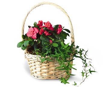 Pink flowers in a wicker basket with trailing greenery