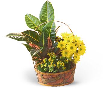 Yellow daisy bouquet in a woven basket with large tropical leaves