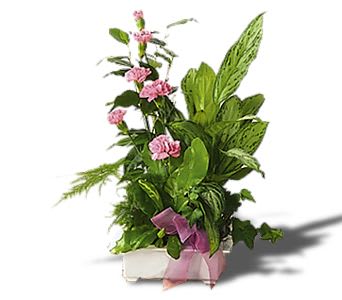 Pink carnations in a white planter with a purple ribbon