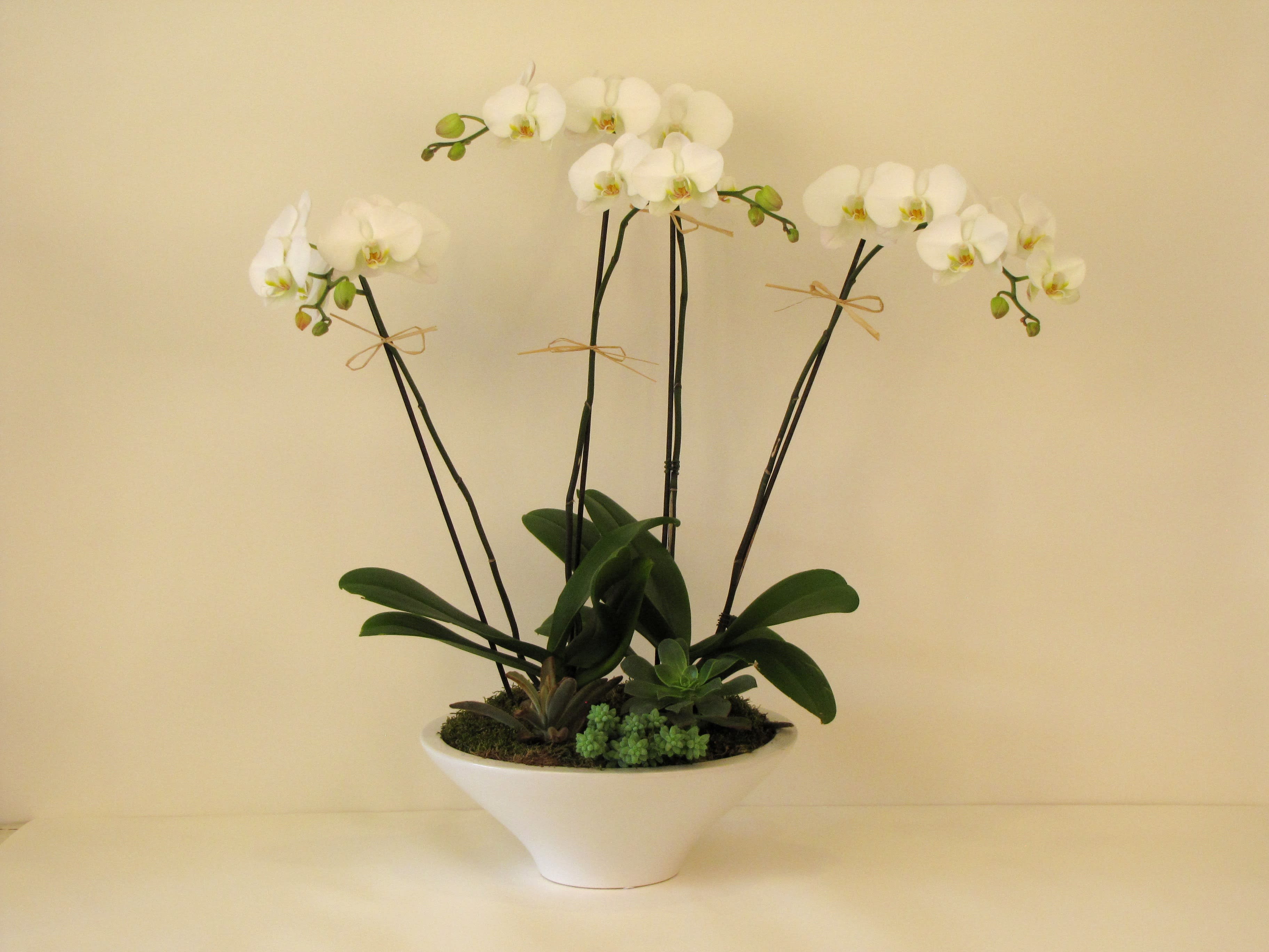White orchid arrangement in a white bowl planter