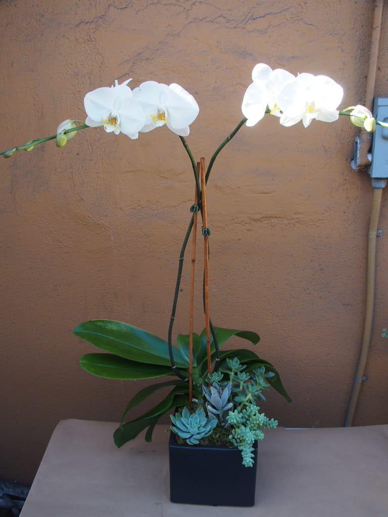 White orchid plant with succulents in a black square pot