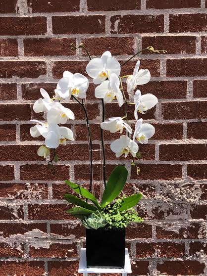 Orchid and Succulents  - Phalaenopsis orchid decorated with succulents. 