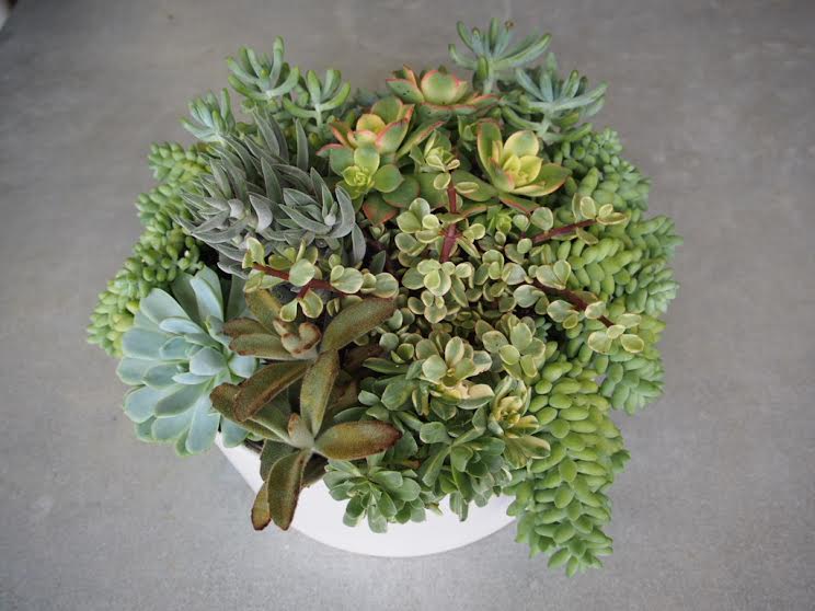 Assorted succulents in a white pot
