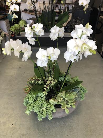 White orchids arranged with succulents in a low planter