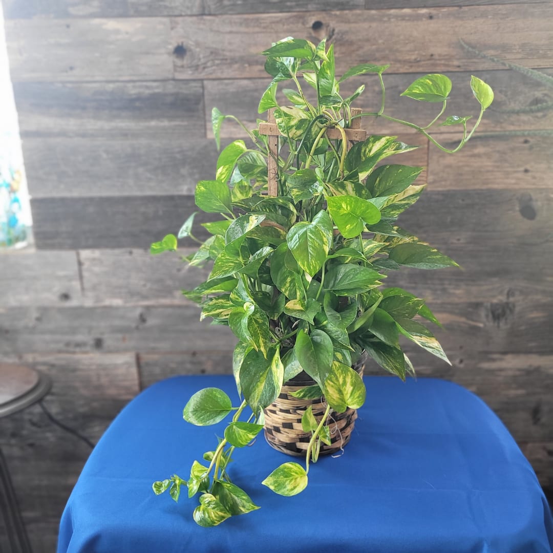 Potted pothos plant with trailing variegated leaves in a woven basket