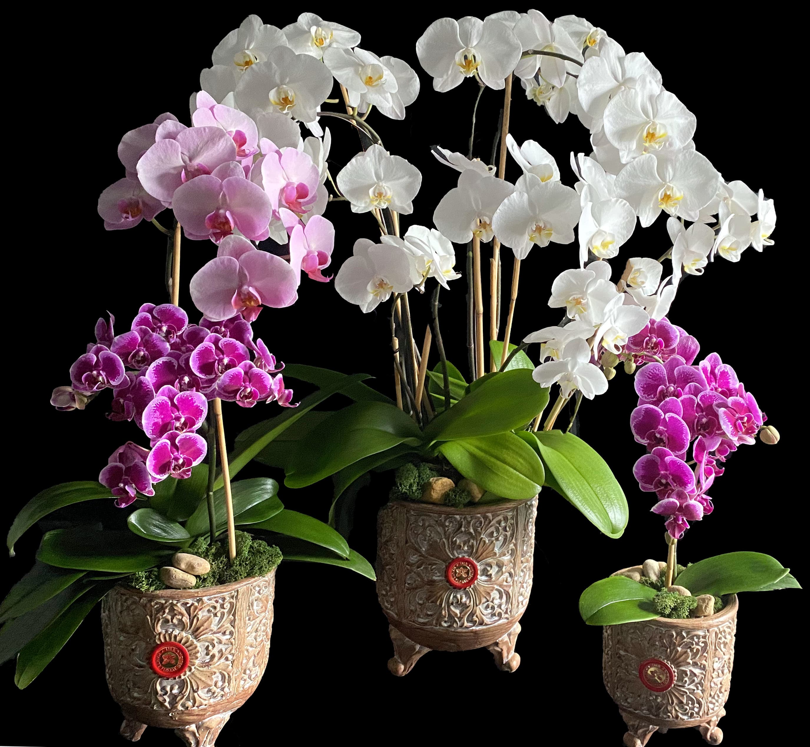 Three potted orchid plants with white and pink blooms