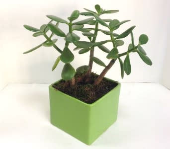 Potted succulent in a square green ceramic planter