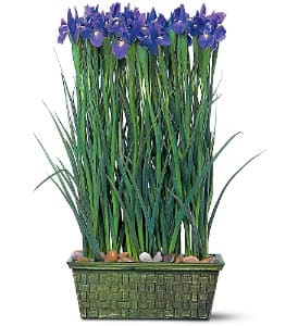 Tall potted arrangement of purple iris flowers in a woven planter