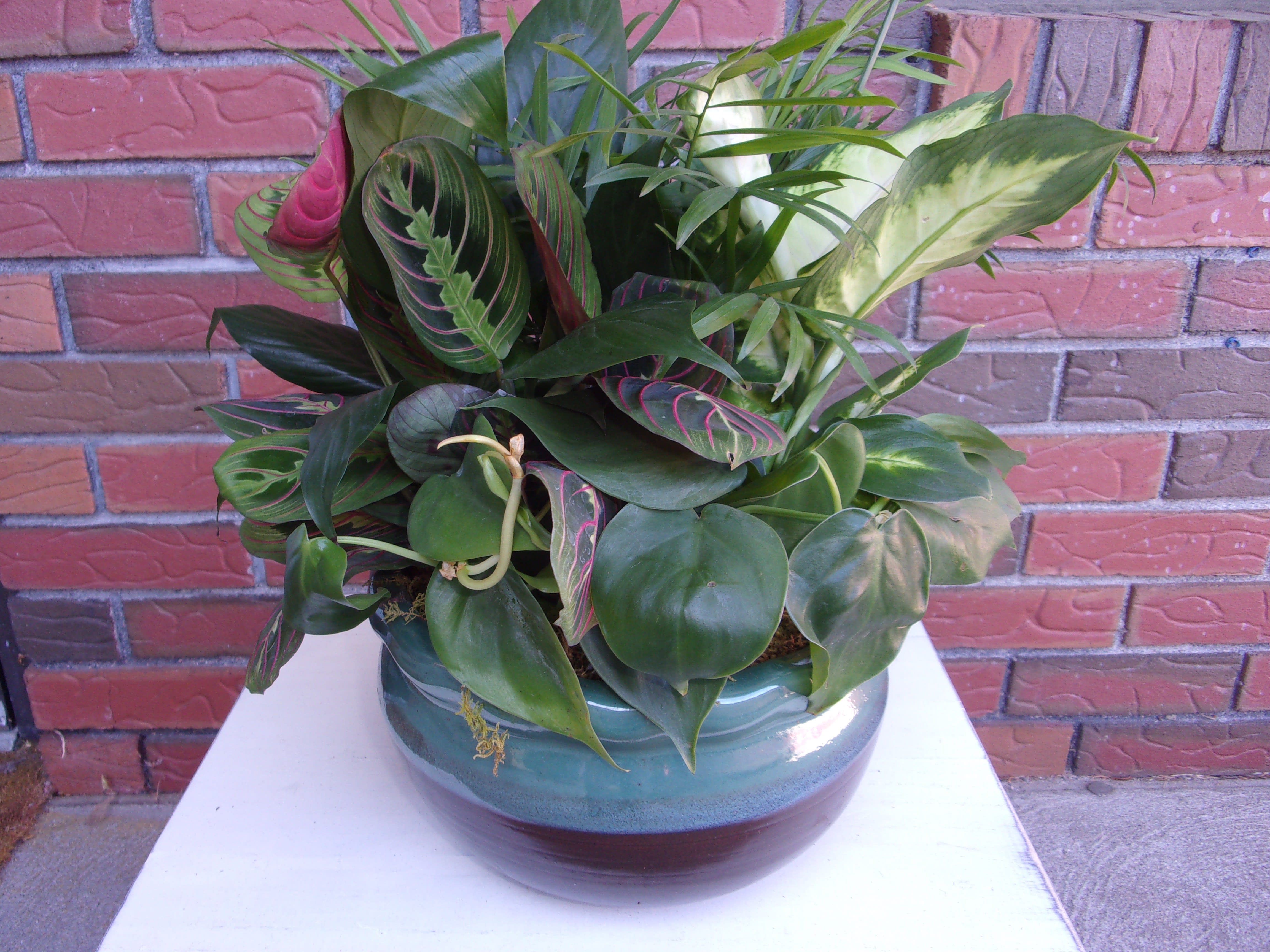 Potted leafy houseplant arrangement in a ceramic bowl