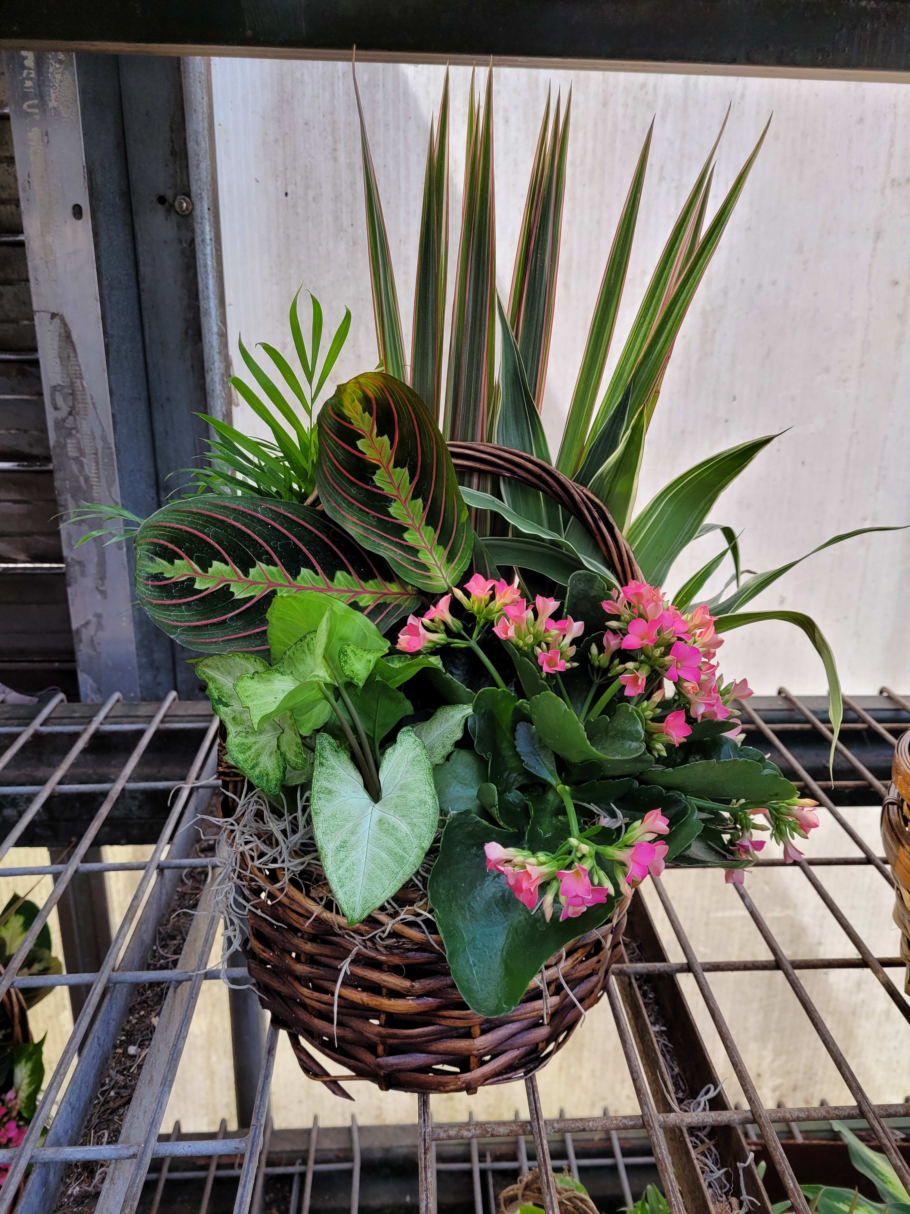 Basket planter with pink flowers and assorted green foliage