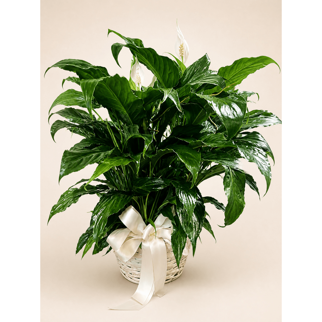 Potted peace lily in a woven basket with a white ribbon