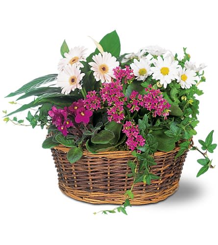 Basket of white daisies and pink flowers with trailing greenery
