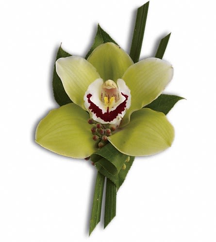 Single green orchid bloom with dark green leaves