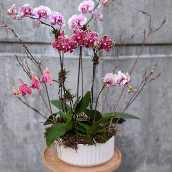 Orchid Bowl - Brighten someone's day with this colorful mix of phalaenopsis orchids which comes in a contemporary ceramic bowl.  Colors and varieties will vary due to availability. 