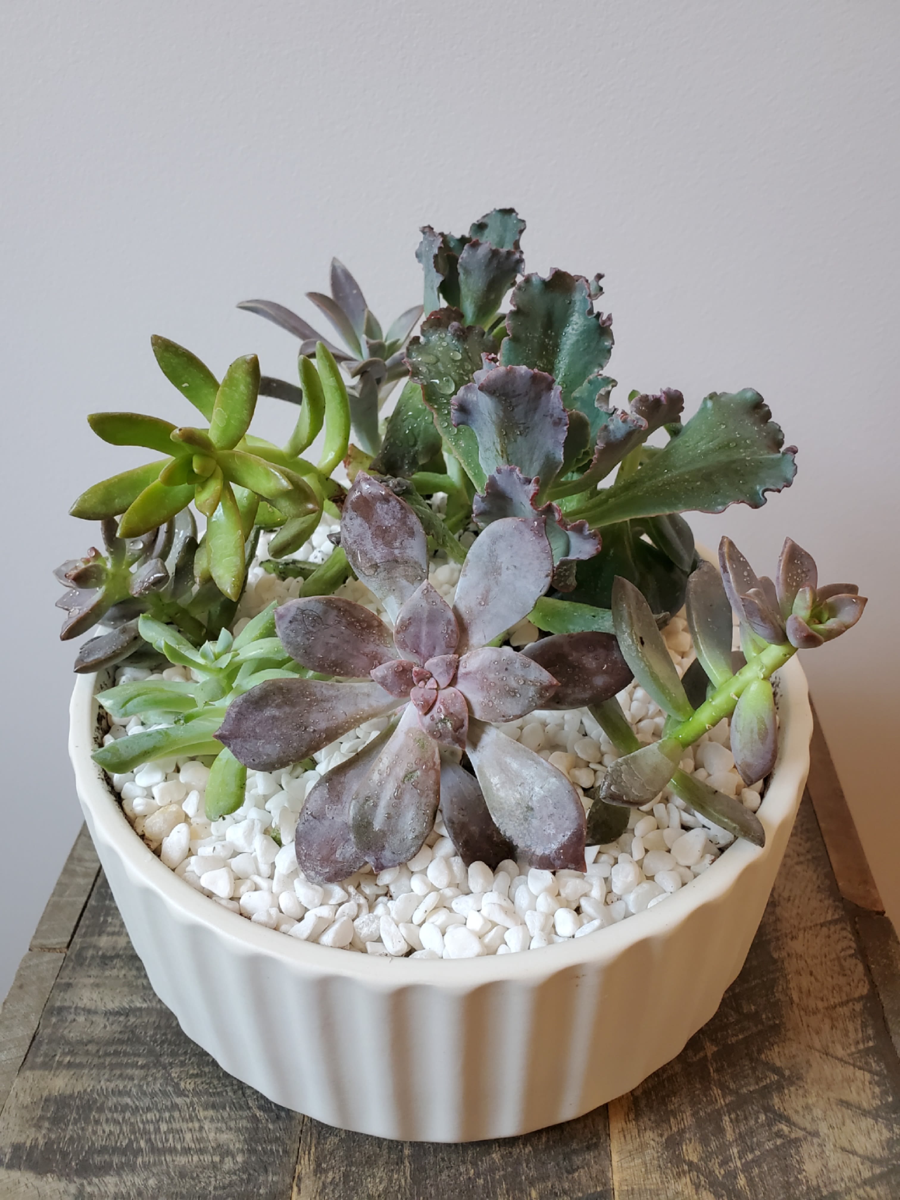 Succulent Bowl - A lovely array of succulents carefully arranged in an elegant ceramic planter makes this living composition a must-have focal point for your desk or table. Succulents are easy-care plants: simply keep in a bright location and water sparingly.  Upgrade to deluxe for additional succulents, or premium for a bowl overflowing with even more plants!  Care instructions included. Bowl measures 8" in diameter.