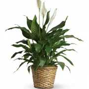 Simply Elegant Spathiphyllum  (Peace Lily) - 10 inch - Known for its indoor beauty and ability to clear the air of contaminants this brilliant green plant with dazzling white blossoms makes a perfect gift for almost any occasion. Low-maintenance. High quality. Bet you never knew delivering elegance could be this simple. This spathiphyllum comes in an 10" woven wicker basket. It's a great medium for delivering vitality. Approximately 30 1/2" W x 40" H 