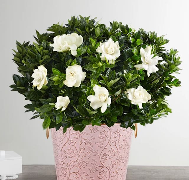 White flowers arranged in a pink patterned pot with dense green foliage
