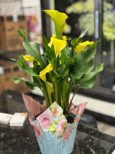 Mini Calla Plant - color based on availability purple pink white yellow 