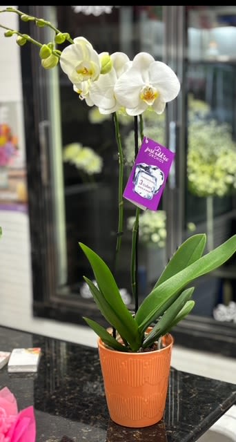 ORCHID PLANT - SINGLE SHOWN ON PICTURE OR DOUBLE IN WOODEN CUBE