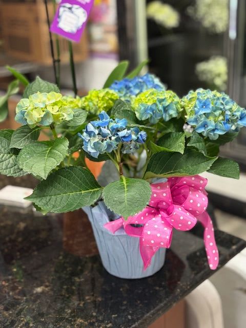 Mini Hydrangea Plant - color based on availability 