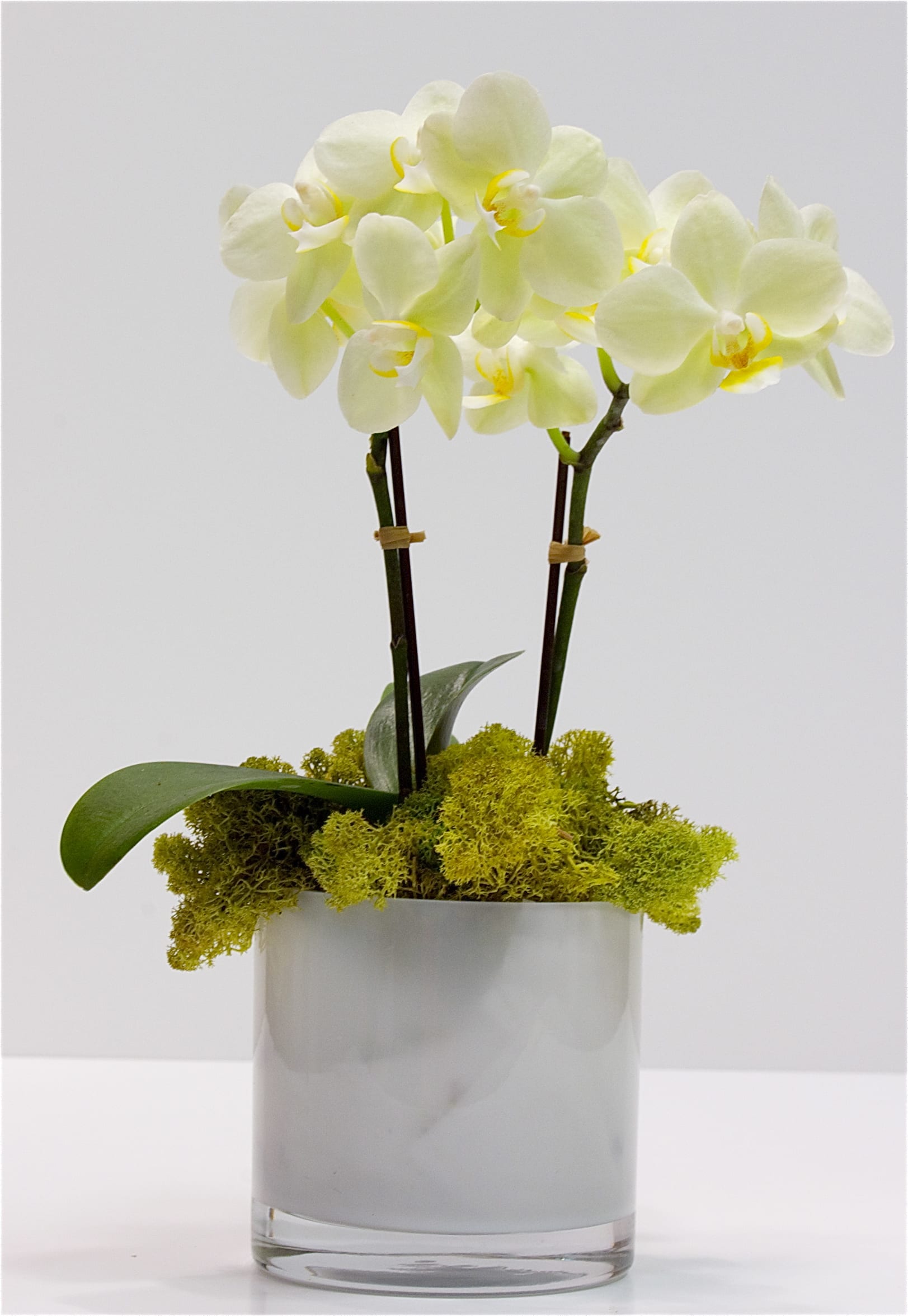 Small White Orchids - 10" Tall