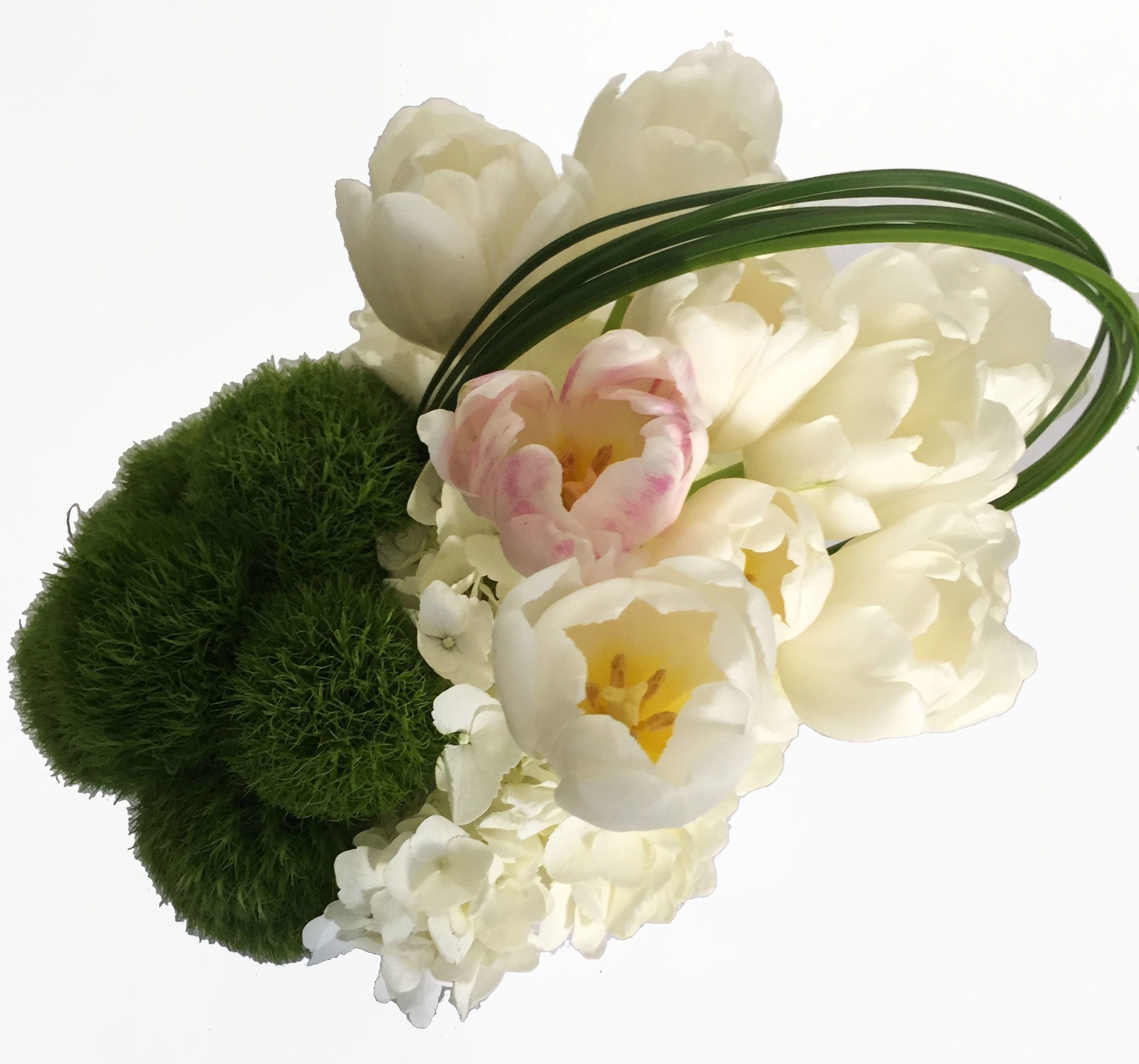 Cadence - Simple and elegant arrangement. Perfect for all occasions. Flowers may include Tulips, Hydrangeas and accented with Dianthus and arched Steel Grass, in a ceramic white square vase. Approx. 8" W x 10" H  